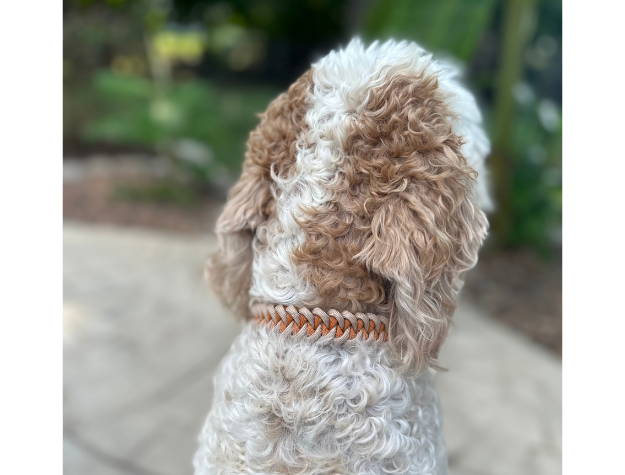 Fishtail Hand Braided Dog Collar in Mustard & Light Tan