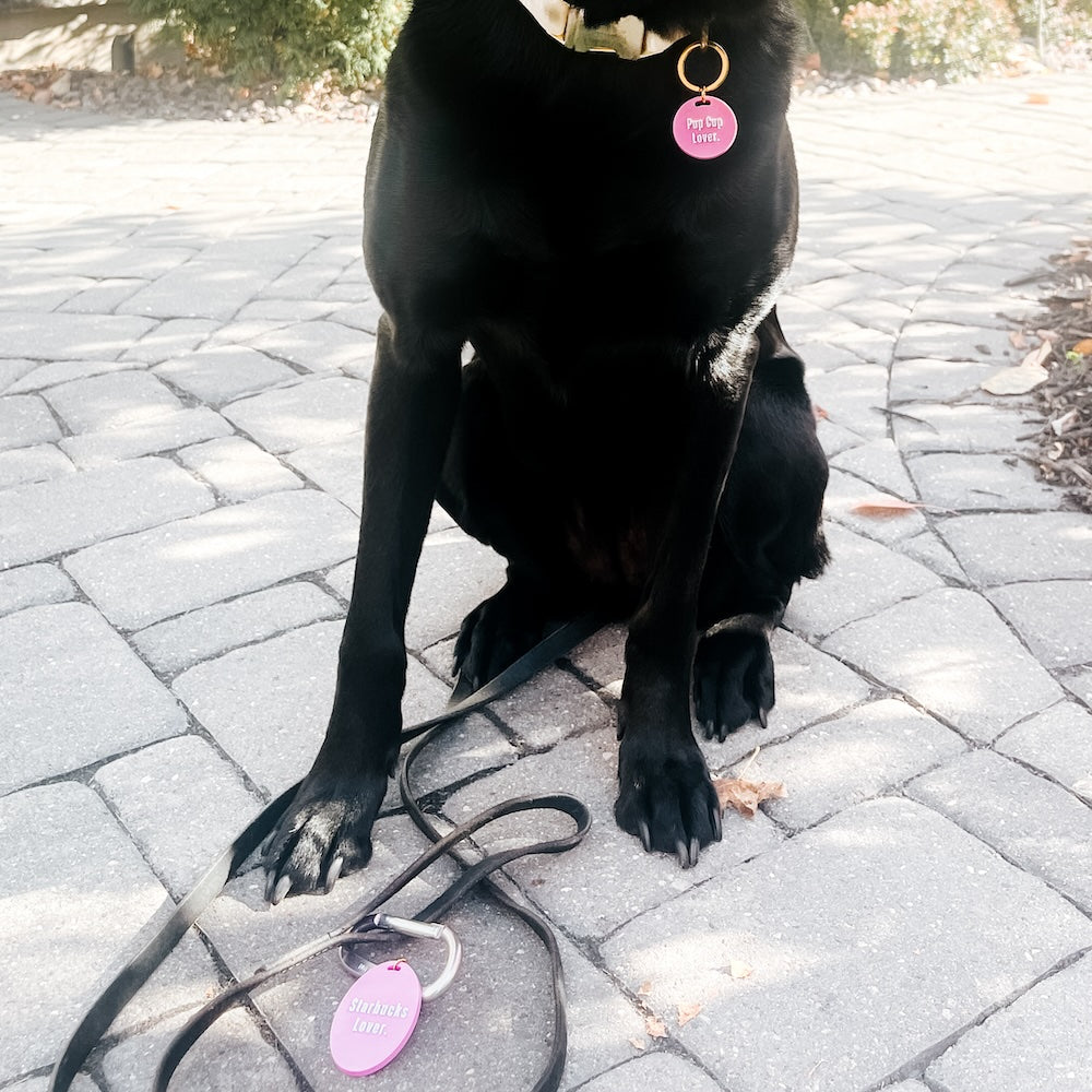 Gus & Co - Dog Tag and Keychain Set